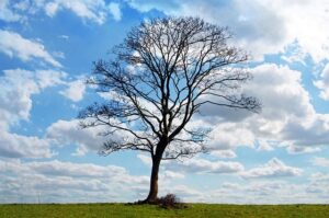 tree-trimming-640x480-732238.jpeg