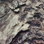 Mastering Portland OR Tree Trimming: Safety and Expert Techniques