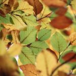 Mastering Portland OR Tree Trimming for Optimal Property Care