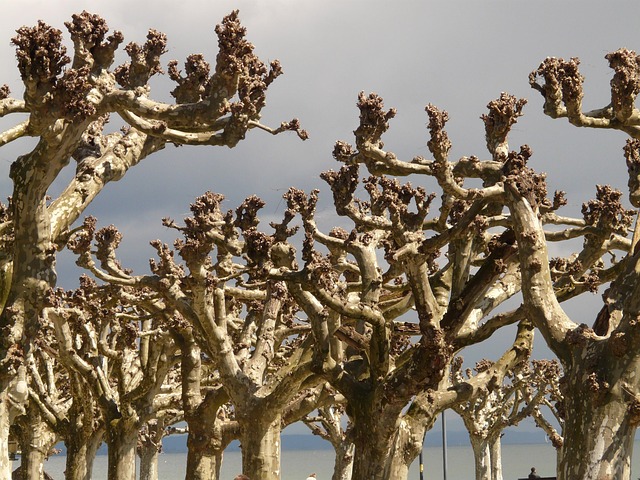 tree trimming