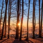Optimizing Vancouver WA Tree Health: Expert Trimming Guide