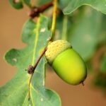 Optimizing Property Value: Portland OR Tree Trimming Guide