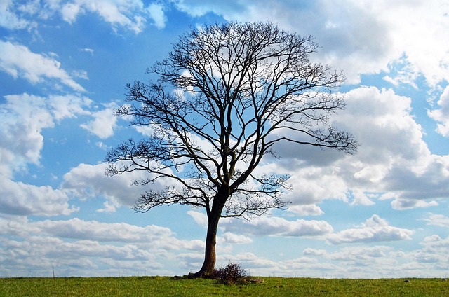 tree trimming