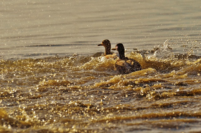 water-640x480-61832088.jpeg