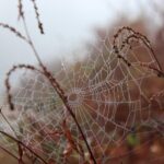 Mesquite TX Web Design: Multi-Location Strategies for Success