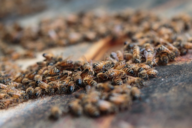 beekeeping supplies