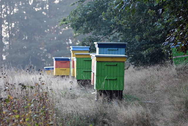 beekeeping supplies