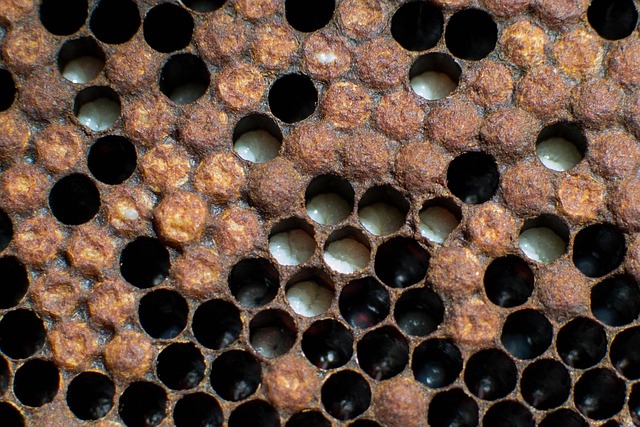 beekeeping supplies
