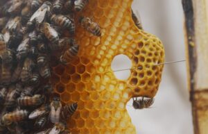 beekeeping-supplies-640x480-28874931.jpeg