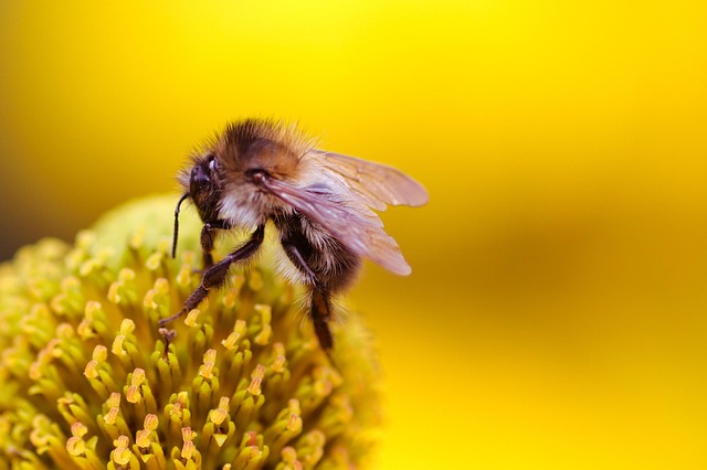 beekeeping supplies