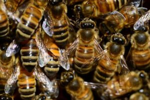 beekeeping-supplies-640x480-32401316.jpeg