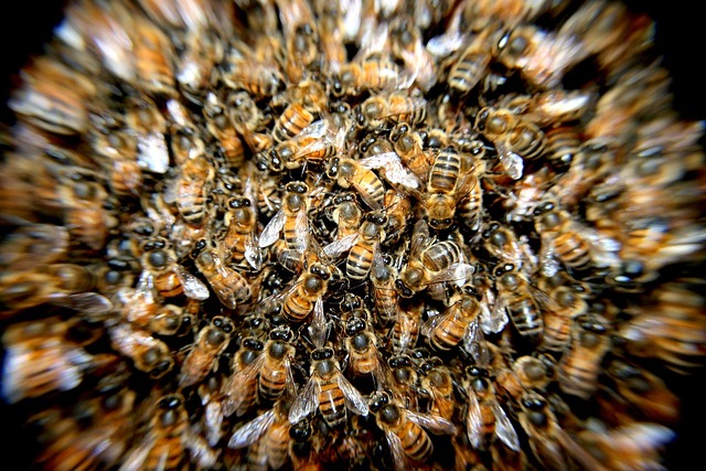 beekeeping supplies