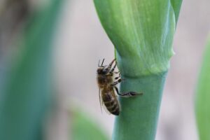 beekeeping-supplies-640x480-40631315.jpeg