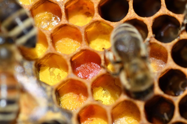 beekeeping supplies