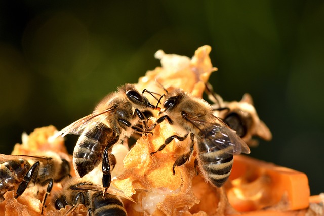 beekeeping supplies