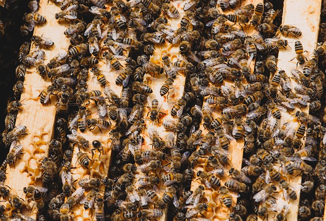 beekeeping supplies