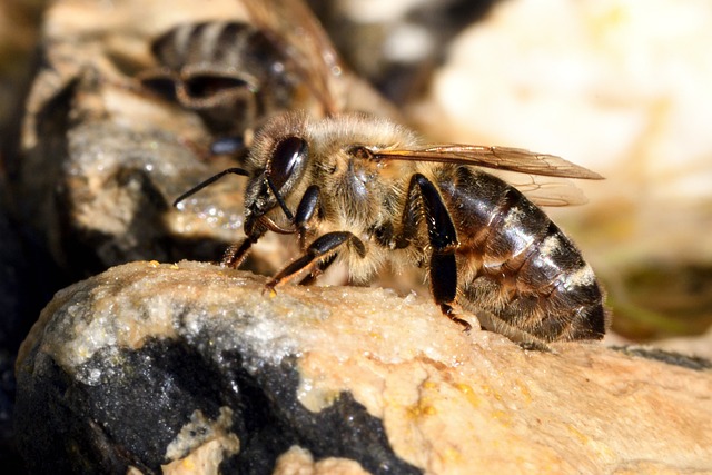 beekeeping supplies