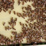 Optimizing Beekeeping Supplies: Comprehensive Equipment Testing Guide