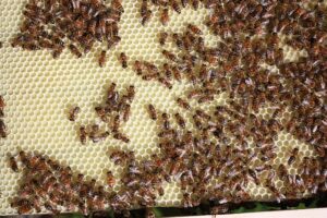 beekeeping-supplies-640x480-75396737.jpeg