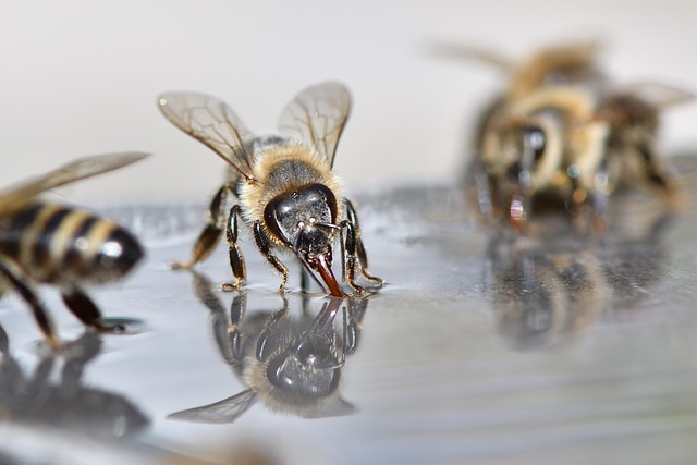 beekeeping supplies