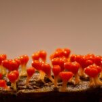 Master Chocolate Art: Molding Perfect Treats with Silicone Tools