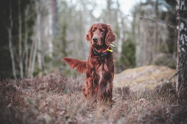 dog thermometers