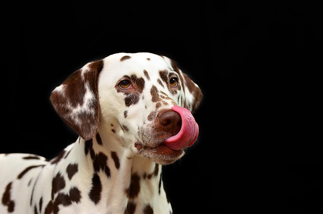 dog thermometers