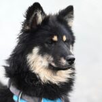 Accurately Monitoring Dog Temperature with Thermometers