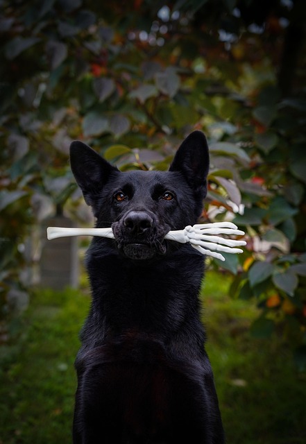 dog thermometers
