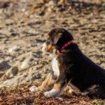 Dog Thermometers: Ensuring Safe & Accurate Readings