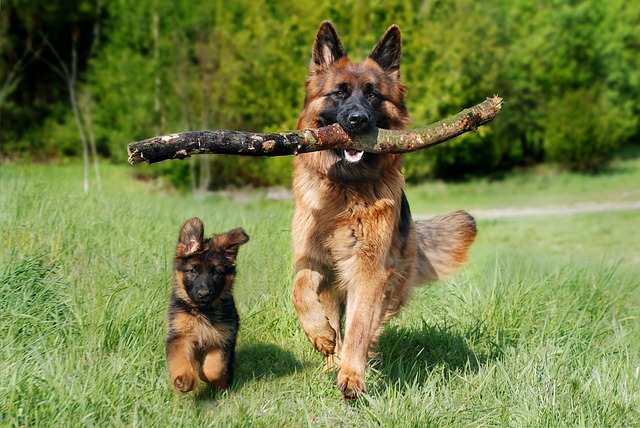 dog thermometers