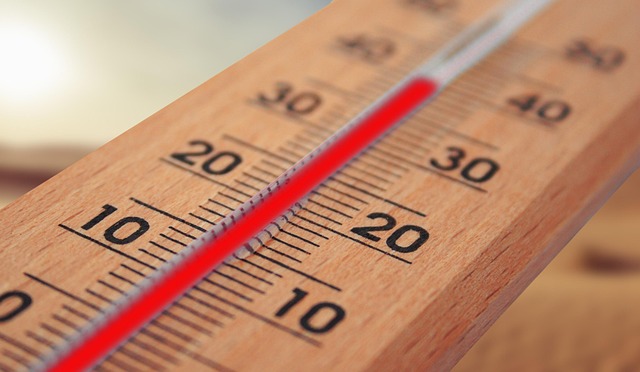 dog thermometers
