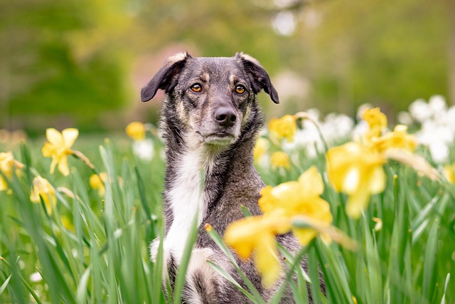 dog thermometers