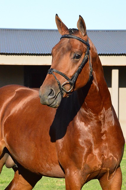 equestrian equipment