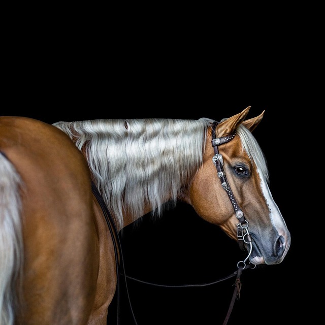 equestrian equipment