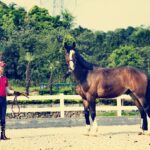 Half Pads: Enhance Equestrian Comfort and Safety