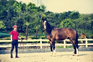 equestrian-equipment-640x480-46196024.jpeg