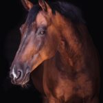 Transport Blankets: Essential Equestrian Gear for Horse Comfort