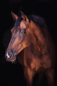 equestrian-equipment-640x480-71090527.jpeg