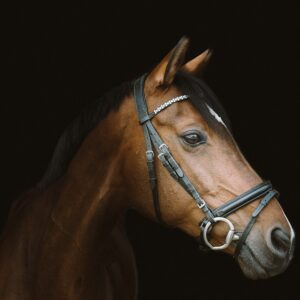 equestrian-equipment-640x480-88293017.jpeg