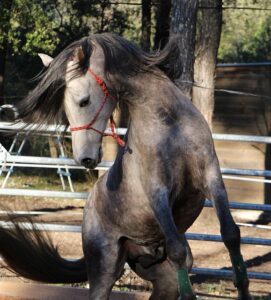 equestrian-equipment-640x480-89149552.jpeg