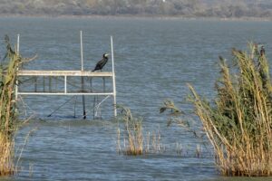 fly-fishing-flies-640x480-12079300.jpeg