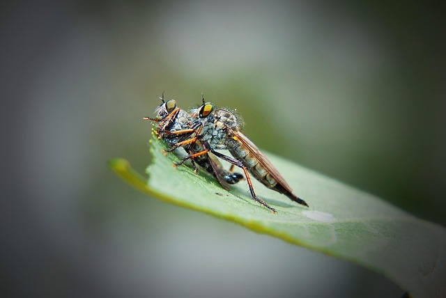 fly fishing flies