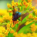 Mastering Head Formation: Fly Fishing Flies Guide