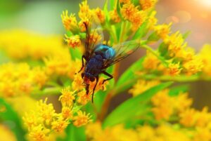 fly-fishing-flies-640x480-21289457.jpeg