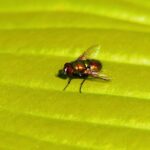 Preserving Fly Fishing Flies: Longevity, Techniques, and Sustainability
