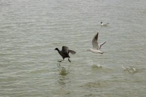 fly-fishing-flies-640x480-39592366.jpeg
