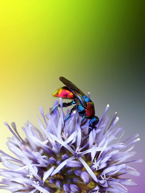 fly fishing flies