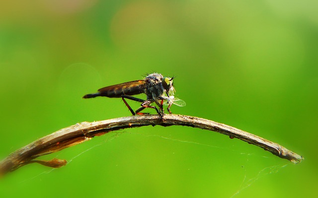 fly fishing flies