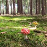 Unleashing Earth’s Palette: Natural Colors for Fly Fishing Flies